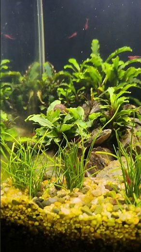 Fotosyntéza rostliny v 10 l Dennerle