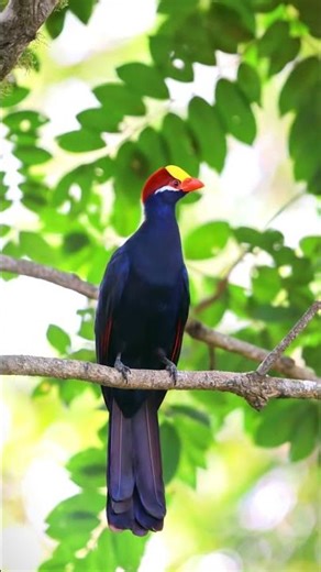 Violet Turaco Bird Sounds 4K | Up-Close Turaco Calls That’ll Surprise You | Raw Nature Audio