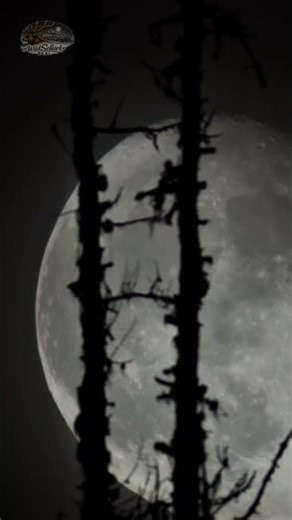 The Moon From My Cabin In The Mountainous Woods