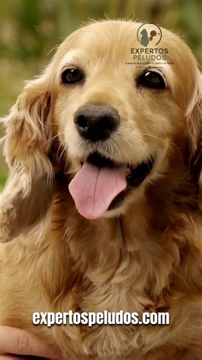 ¿Tienes un Cocker? 5 cosas que casi nadie te cuenta #expertospeludos #cockerspaniel #razasdeperros