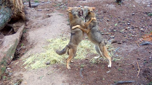 29K views · 1.7K reactions | The critically endangered American Red Wolf "pups" that were born at our off-site facility in April are growing fast and now adolescents. Watch as the 8-month-old Red Wolf pack wrestles and plays in alfalfa for enrichment. | Point Defiance Zoo & Aquarium | Facebook