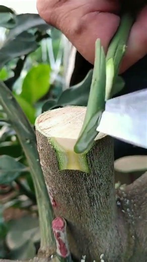Best method and unique ideas for the grafting of fruit trees #grafting #plants #garden #tree​