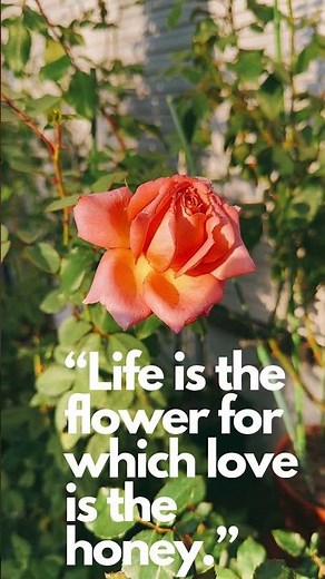 Beautiful Flower Quotes to Inspire your Day