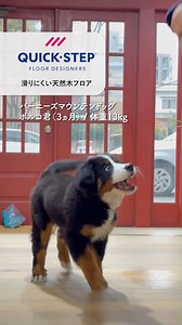 ペットと暮らせる挽板フローリングQuick-Step［クイックステップ］...