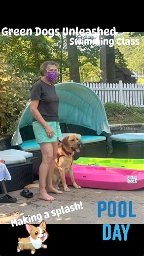 Summer is in full swing here at Green Dogs Unleashed and the dogs are having a splash of a time. Don’t miss out on our fun swim classes this summer! 2 NEW SESSIONS ADDED!- Starting Sat Aug 3 @ 12:30 PM - Starting Thu Aug 8 @ 5:30 PM. This class includes four 60-minute sessions with no more than six pups per class to ensure individual attention.Why Join Our Swim Classes?• Expert Instructors: Our experienced trainers specialize in positive reinforcement techniques, ensuring a safe and enjoyable ex