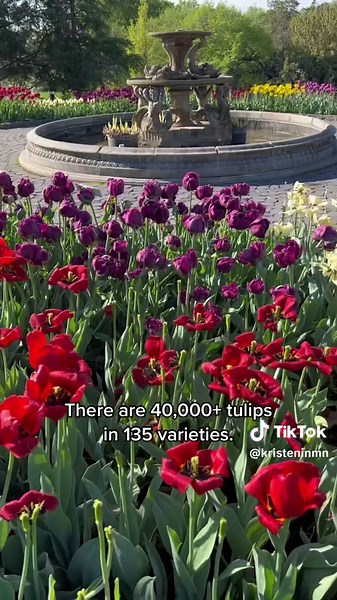 Spring Tulips at Minnesota Landscape Arboretum in Chaska, MN