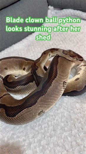 Blade clown ball python stunning after her shed #ballpython #pets #python #reptiles #snake #animals