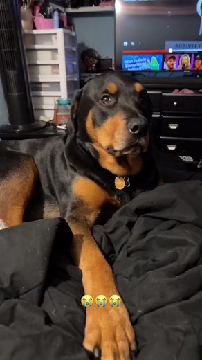 Hilarious Dog Eye Roll Moment with Amanda Rose