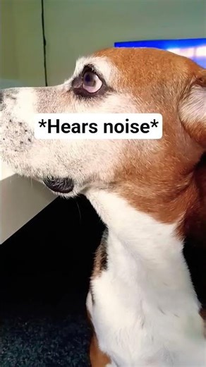 My dog in the afternoon when he gets hungry🤣🤣🤣 #beagle#funnyvideos