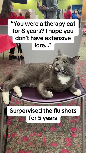 Therapy Cat Tales: Extensive Lore and Heartwarming Moments