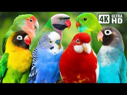 MOST BEAUTIFUL PARAKEETS ON EARTH | COLORFUL BIRDS | RELAXING SOUNDS | STRESS RELIEF NATURE SCENES
