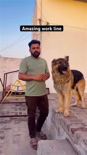Amazing working line German shepherd #germanshepherd #dog #doglove #viral #love #dogshorts #pets