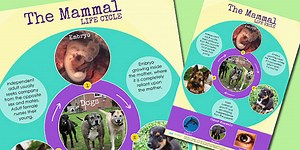 Mammal Life Cycle Display Poster