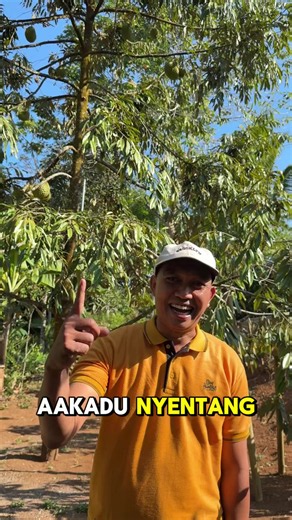 Salah satu program CSR Aa kadu dengan pemerintah desa Cikeusal Tanjungjaya yang sukses, dan saat ini ada lebih dari 6000 bibit durian yang tersebar di desa Cikeusal Tasikmalaya, semoga Tasikmalaya khususnya desa Cikeusal bisa menjadi sentra durian premium di Indonesia #aakadu #kebundurian #indonesia