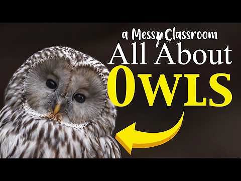 All About Owls | Amazing Owl Facts, Species, and Myths Explained