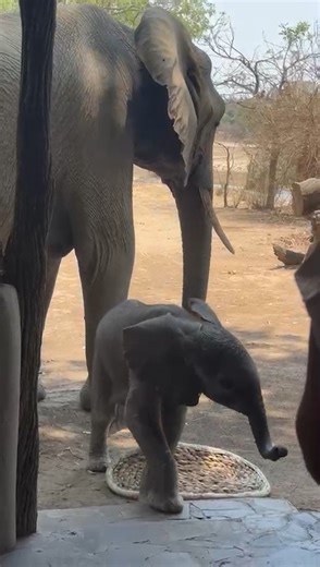 1.8K views · 43 reactions | Wonderful moments from the wild  Beautiful clip of elephants filmed by EAE clients in Zambia last month! @shentonsafaris Kaingo Camp, South Luangwa #KaingoCamp #ShentonSafaris #Elephants #Zambia #wildlifeconservation With thanks to The Ford Family | Explorers Against Extinction | Facebook