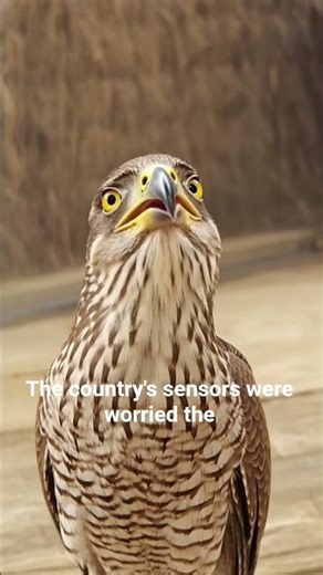 New Zealand banned Power Rangers until 2011 #facts #factshorts #newzealand