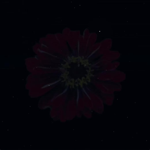 bai ★ art by 4yn30 on twt, beautiful vine/spiral overlay by diddyrivera, and also ib: kennedyify #identityv #identityvedit #ganjigupta #ganjiguptaedit #batteridv 5 Limit hashtag. Clap if u care. idv idv edit batter idv edit Ummm cocteau twins Bai Also kind of vent edit idk school is starting again tomorrow and im anxious and sad ꒰ @chan .ᐟ @˙˚ʚ(´◡`)ɞ˚˙ @JESTER 🎀 @annette @vio @awesome emma @bella 🥁 @𝐼 𝐿𝑜𝓋𝑒 𝒦𝑒𝓃𝒻𝒾𝑒𝓁 ꒱