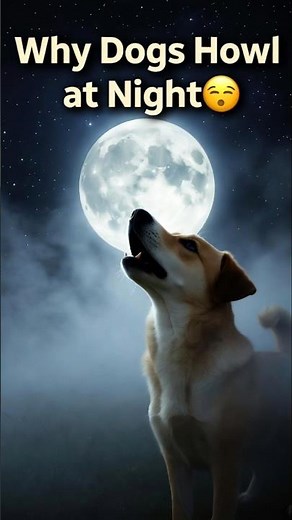 Why Dogs Howl at Night 🌕🐶