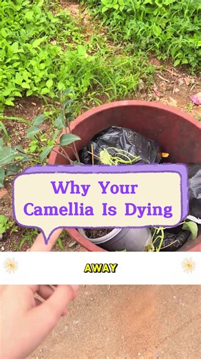 Why Your Camellia Is Dyring: Tips for Home Gardening