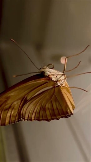A long wing butterfly with it’s proboscis curled up.