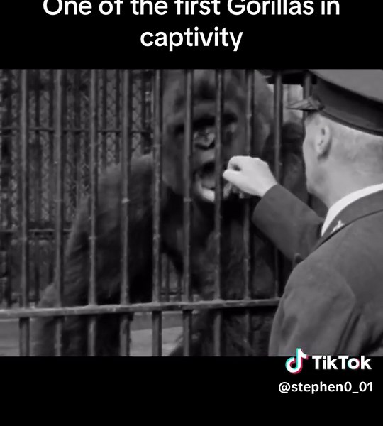 Guy the #Gorilla was a western lowland gorilla who was London #Zoo's most famous resident and often profiled on children's TV shows and natural #history productions. The exact day of Guy's birth was unknown, but his official birthday was set by the Zoo as May #30, and he received large numbers of cards each year. #fyp #sad #foryourpage #fypage