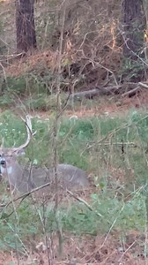 37K views · 2.2K reactions | Giant typical | Cedar Ridge Whitetails | Facebook