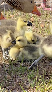 Every #goose gets excited to see the lil fluff #goslings. 🪿🪿 | MrGeese