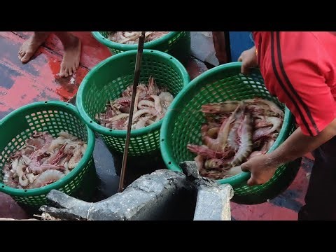 Day 3 of Ramadan: Trawl Net Fishermen Land a Bountiful Catch at the LKIM Jetty, Kuala Perlis