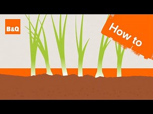 How to grow spring onions