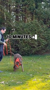 21K views · 299 reactions | The best way to train your reactive dog...