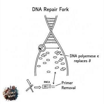 🧬How Human DNA Copies Itself- DNA Replication in Eukaryotes Explained Simply🧬