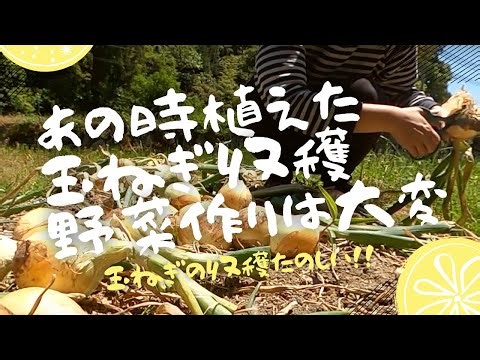 【山口移住 田舎暮らし】#22 初めて植えた玉ねぎ収穫の時！感動と近況の心境…古民家暮らしはじめました