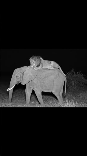 A Lion Rides an Elephant — The Wildest Sight You’ll See Today 🦁🐘 #EpicMoment”