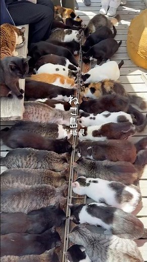 猫の島 田代島