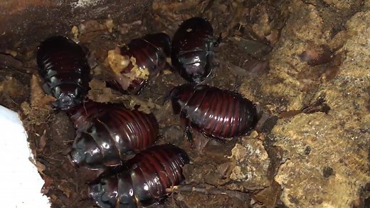 Macropanesthia rhinoceros, the world's heaviest species of Cockroach. Insecthaus | Insecthaus
