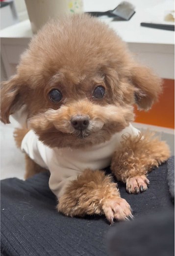 Understanding Your Dog's Love and Affection