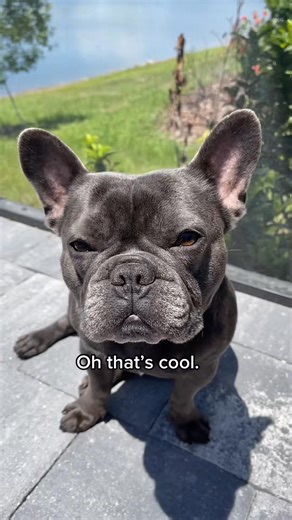 44K views · 801 reactions | Apollo my love #dog #doglover #puppy #puppylove #puppylife #fbreels #viral #usa #fypシ #trendy #NowPlaying #foryou #pet #petstagram #petlover #funny | Apollo | Facebook