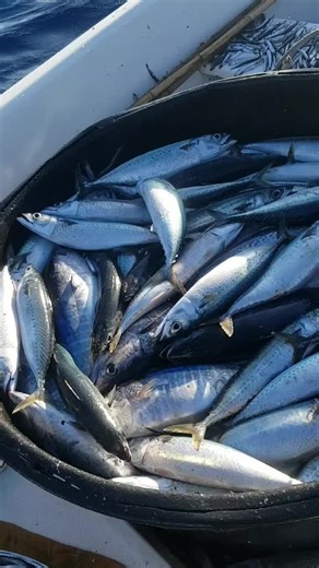 Mackerel Collection at Sea: A Fish Showcase