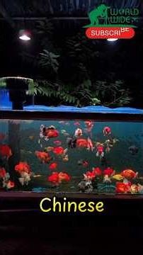 Goldfish (Carassius auratus) – History, Breeds & Care Explained