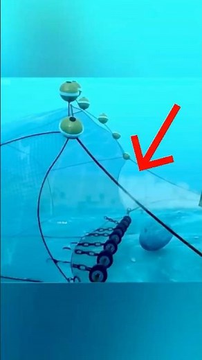 The Endless Fight Against Bottom Trawling 🪨🐟