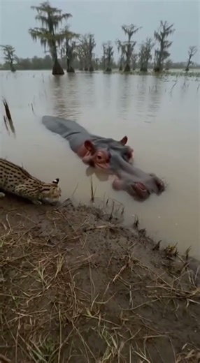 Hippo Attack FAIL! ⚠️ Serval Cat Performs the Impossible 'Flying Kick' Escape 🐈🦛 #cat