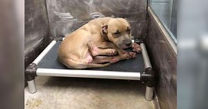 Neglected and scared shelter dog finally smiles when he gets loving forever home