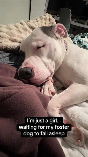 Stealth Ninja Nail Trimming for My Foster Dog