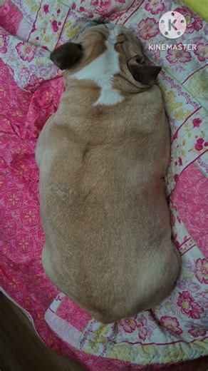 Look at the back of the backpack