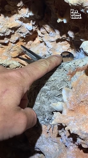 142K views · 978 reactions | In France, they call it "le boop!"  #Animals #AnimalLovers #Wildlife #Cute | The Pet Collective | Facebook