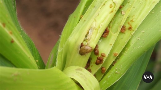 Malawi Testing Genetically Modified Maize to Fight Hunger, Agricultural Pests