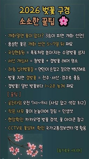 아직도 개화일에 꽃구경 가세요? 벚꽃 개화 확인법과 수양벚꽃부터 청벚꽃명소까지!