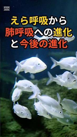 えら呼吸から肺呼吸への進化と今後の進化 #雑学 #生物 #科学 #宇宙 #生命 #地球