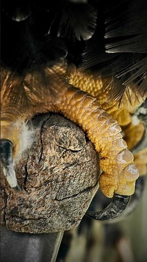 🦅 American Bald Eagle symbolizes freedom, strength, and national pride.